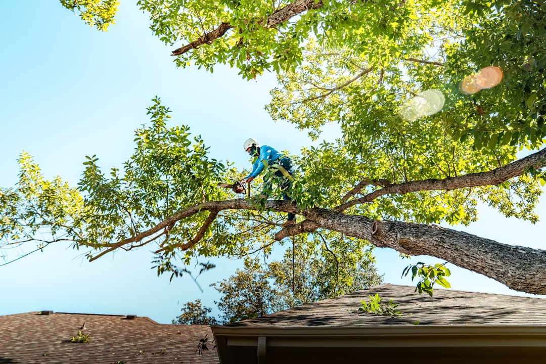 Arborist climbing and trimming a mature tree, representing tree service marketing. Photo by Zack Masters on Unsplash.
